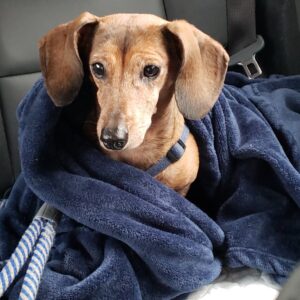 a lovable daschund dog emerges from a blanket