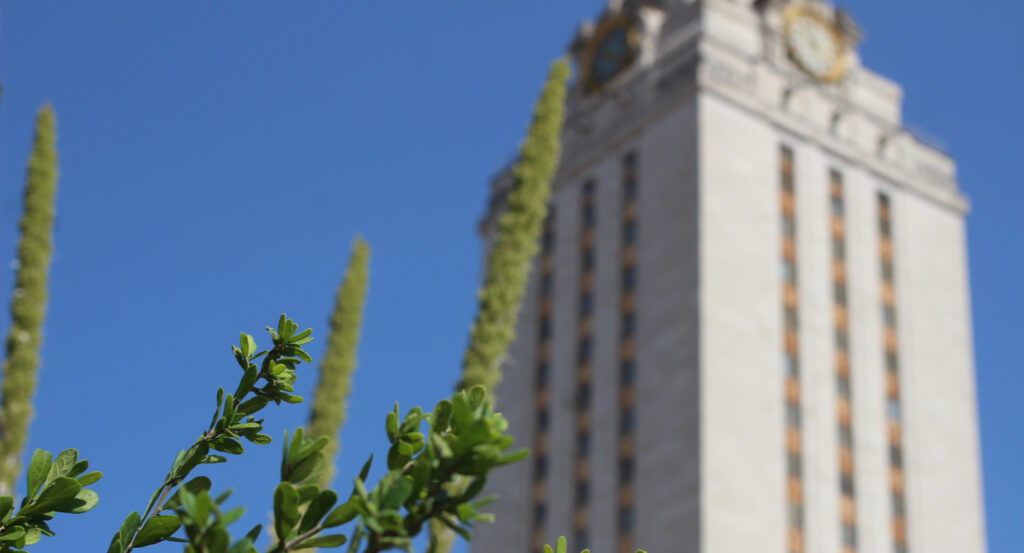 UT Tower with plant in foreground