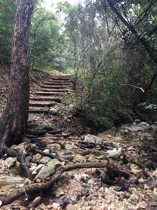 Looking up at timber stairs embedded in the lushly wooded Great Hills Trail