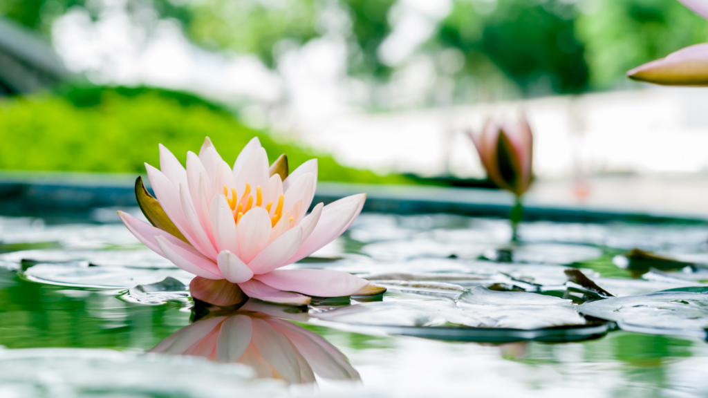 Pink lotus flower floating and reflected on on water with bright green lilly pads.
