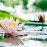 Pink lotus flower floating on water.