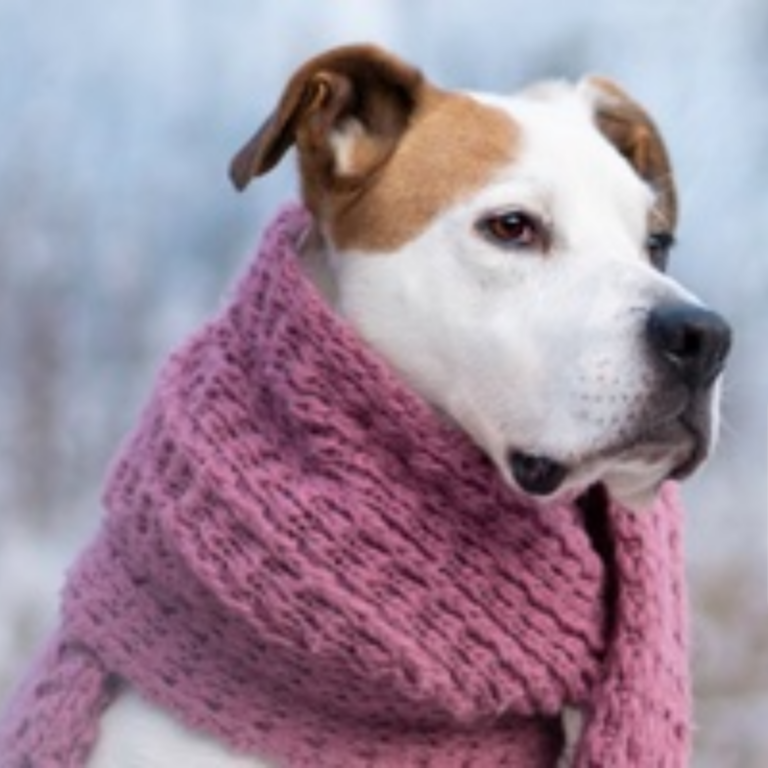 A pitbull mix dog that is white with fawn colored patches has a pink scarf wrapped around it's neck.