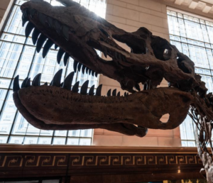Giant skull of the T-Rex dinosaur with large teeth. 