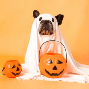A dog sits in a ghost costume with 2 plastic pumpkins beside him