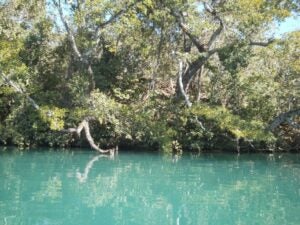 Calm blue green waters of Barton Springs