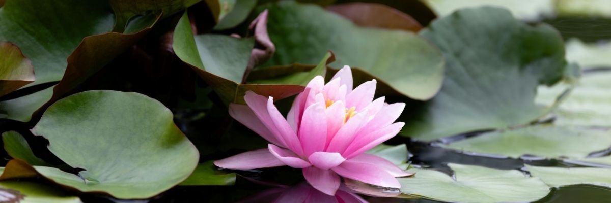 Pink water lily surrounded by green lily pads on water.