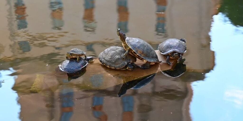 The image shows four turtles resting on a flat, partially submerged rock in a calm body of water.