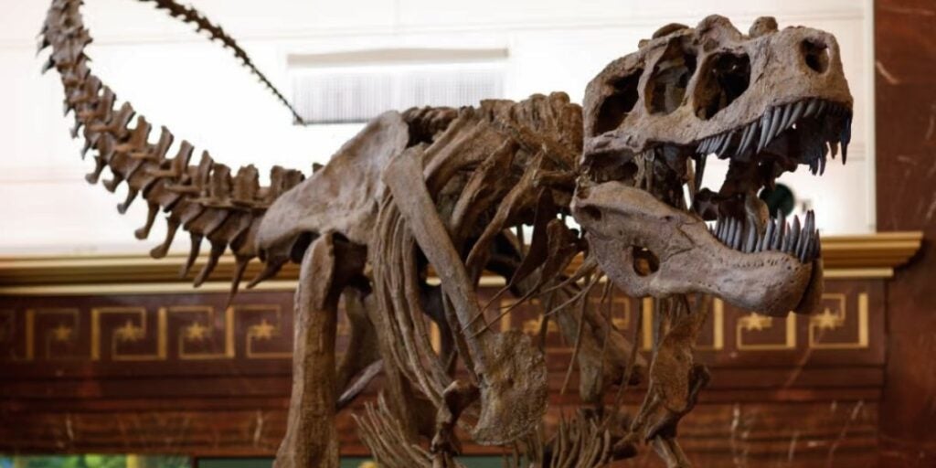 A large fossilized skeleton of a Tyrannosaurus rex on display at the UT Austin Texas Science and Natural History Museum.
