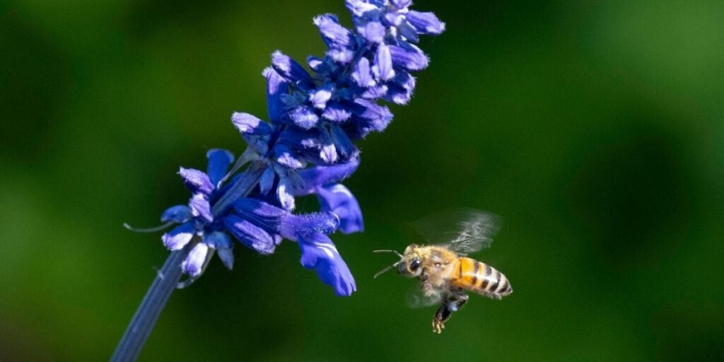 Bee hovering near a vibrant blue flower against a green background.
