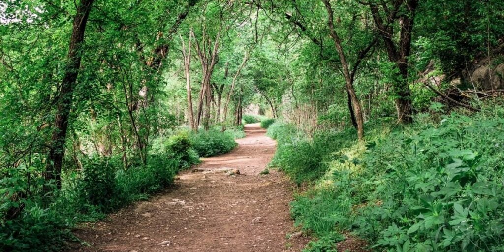 Forest path with sunlight filtering through a canopy of lush green trees and plants.